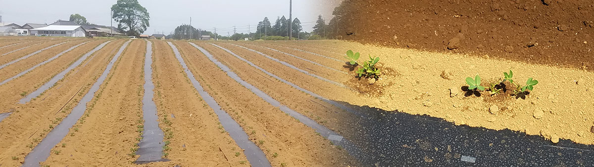 播種から12日目